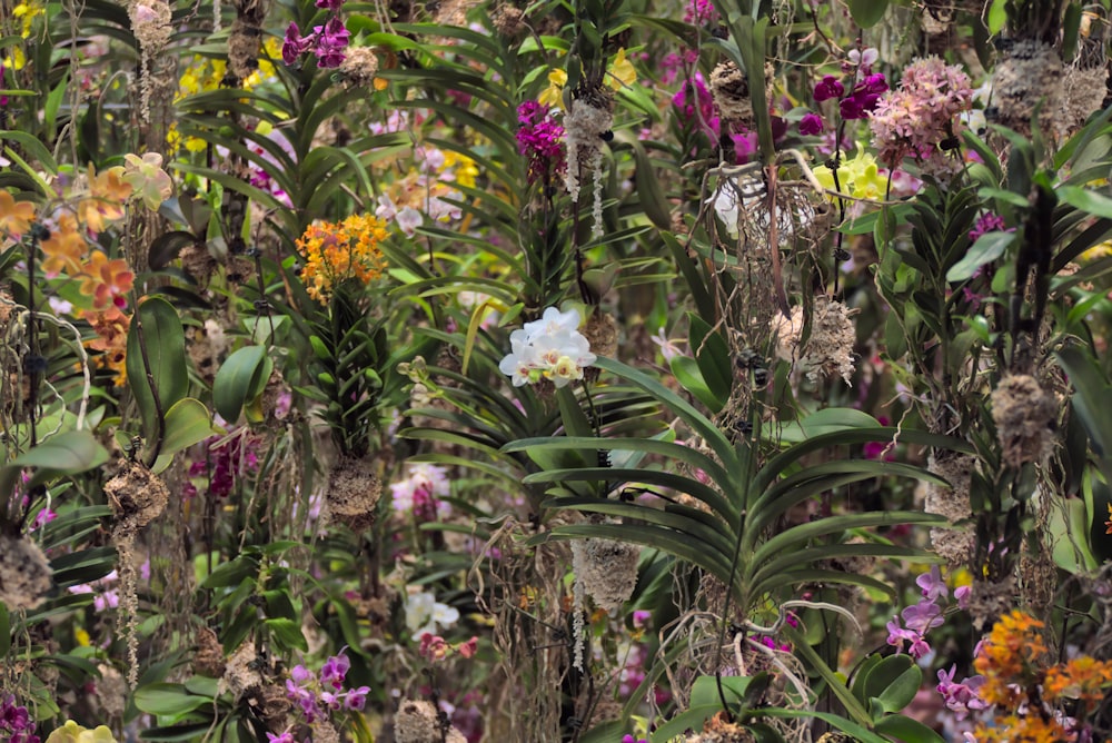 a bunch of flowers that are in the grass