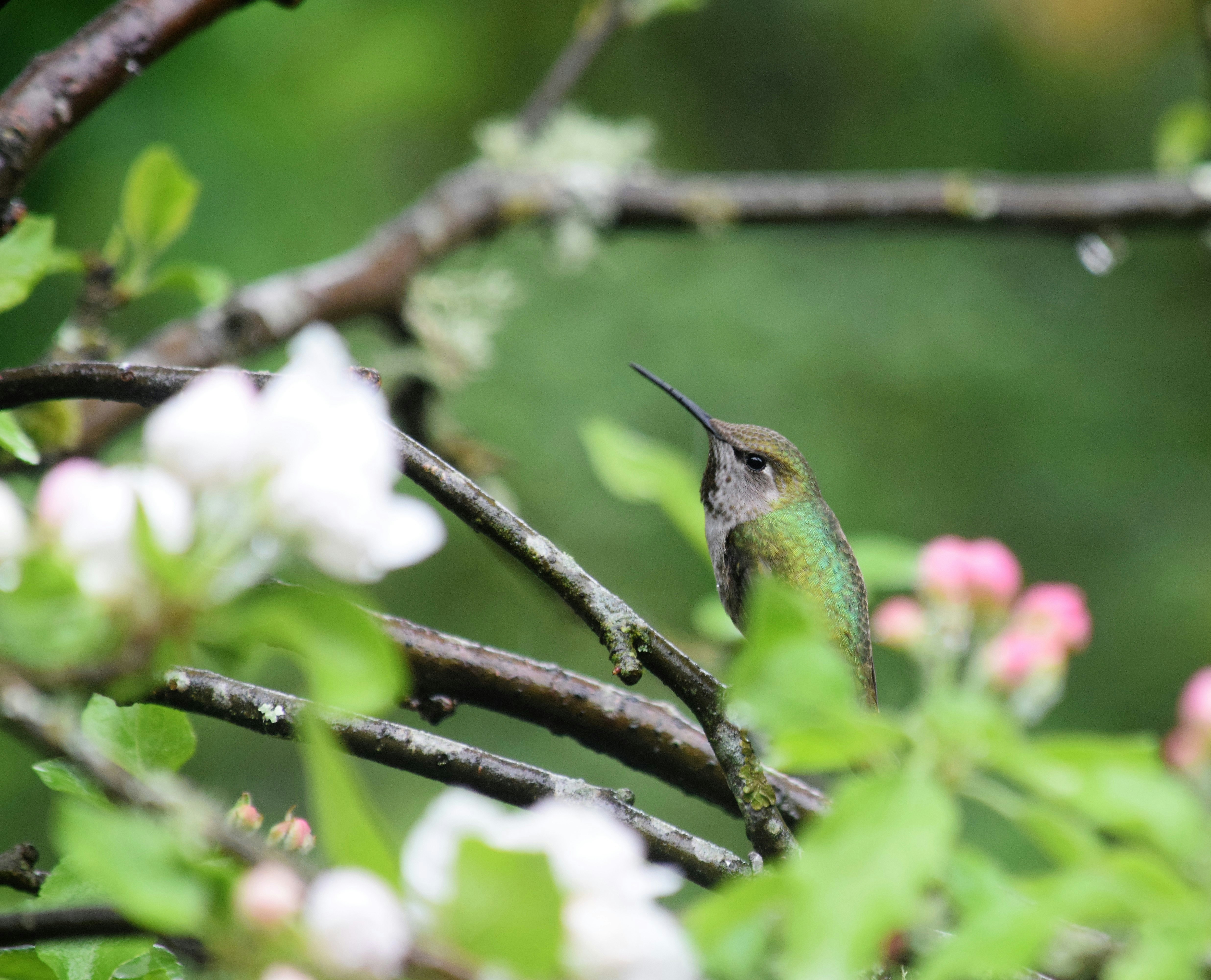 seekor burung kolibri bertengger di cabang pohon berbunga