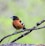 A small bird with a distinctive orange and black plumage is perched on a narrow branch. It has a black head and wings with white patches, and a strong, conical beak. The background is a soft blur of green, indicating a natural setting, possibly a forest or garden.