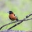 A small bird with a distinctive orange and black plumage is perched on a narrow branch. It has a black head and wings with white patches, and a strong, conical beak. The background is a soft blur of green, indicating a natural setting, possibly a forest or garden.
