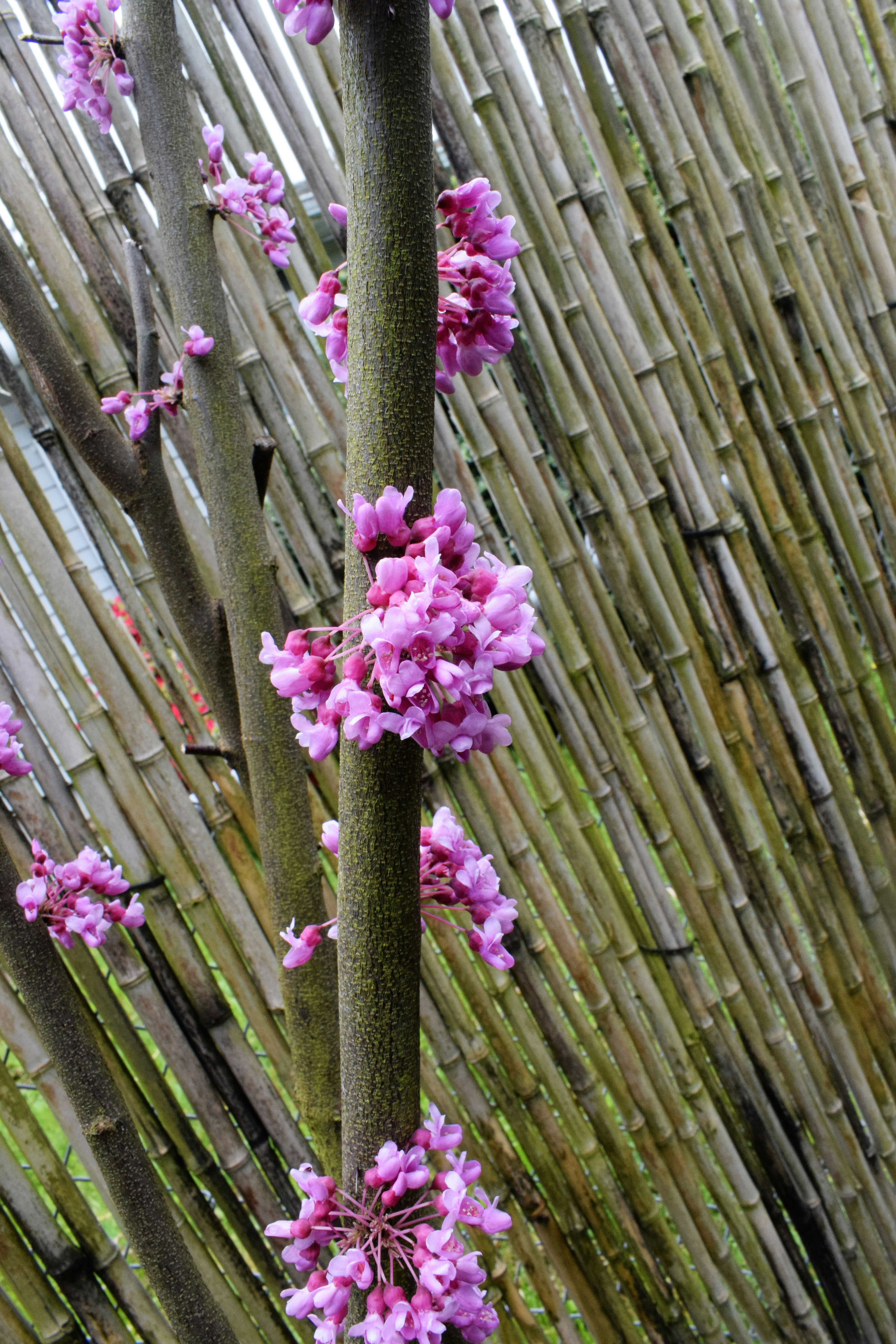 Foto Un árbol con flores púrpuras frente a una cerca de bambú Imagen