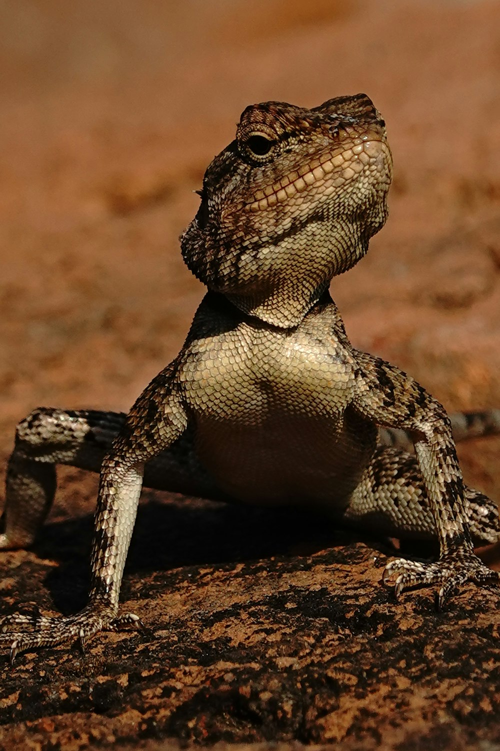 a small lizard sitting on top of a rock