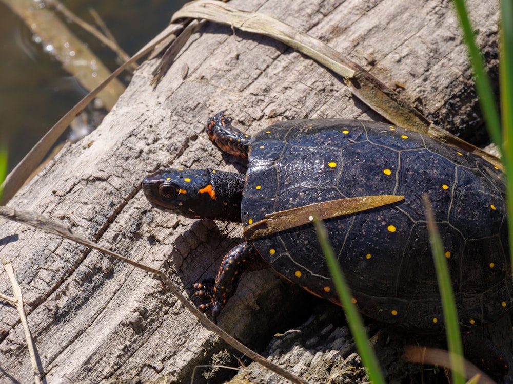 a close up of a turtle on a log