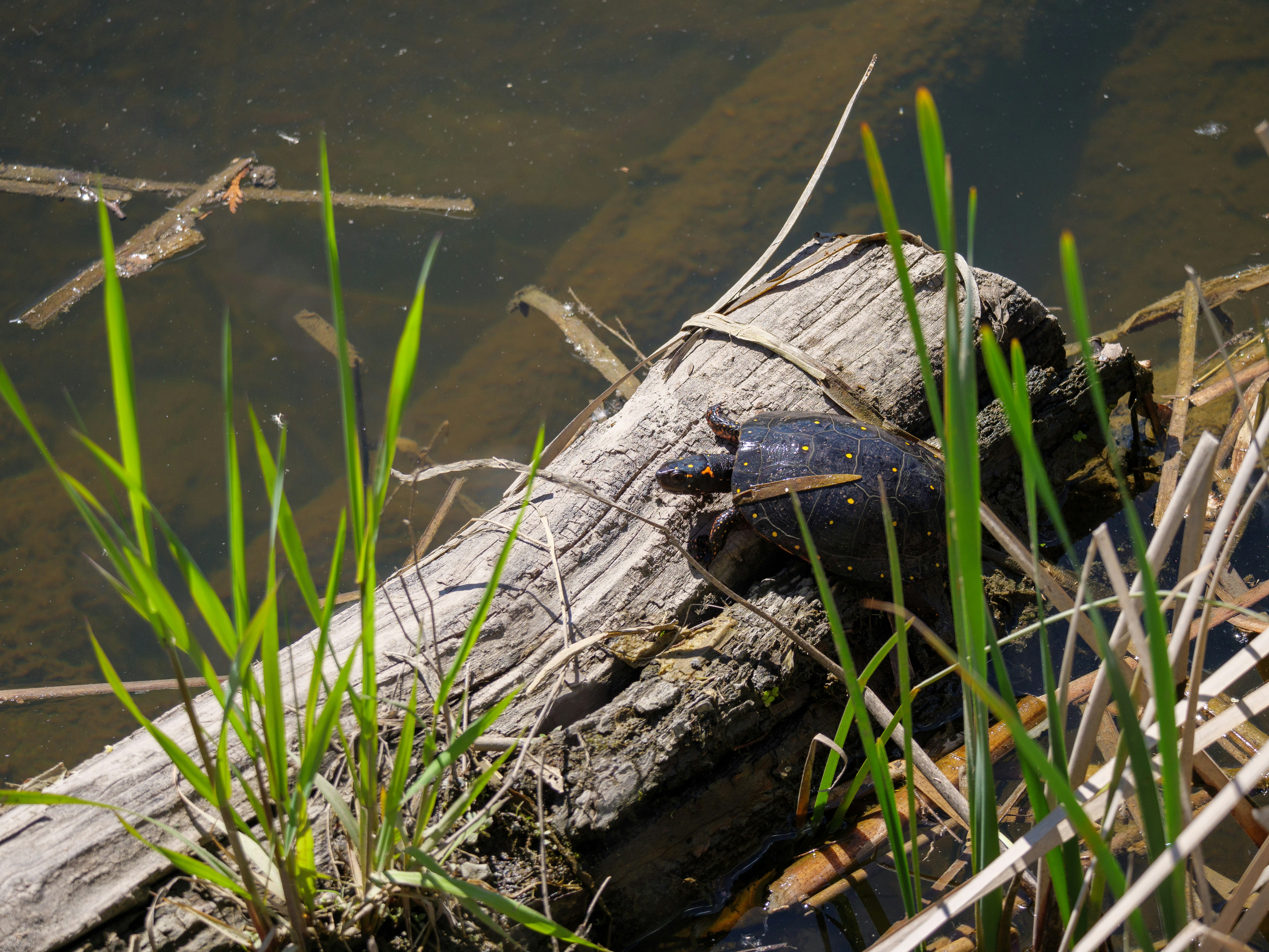 Photo by gabrielalmanzar