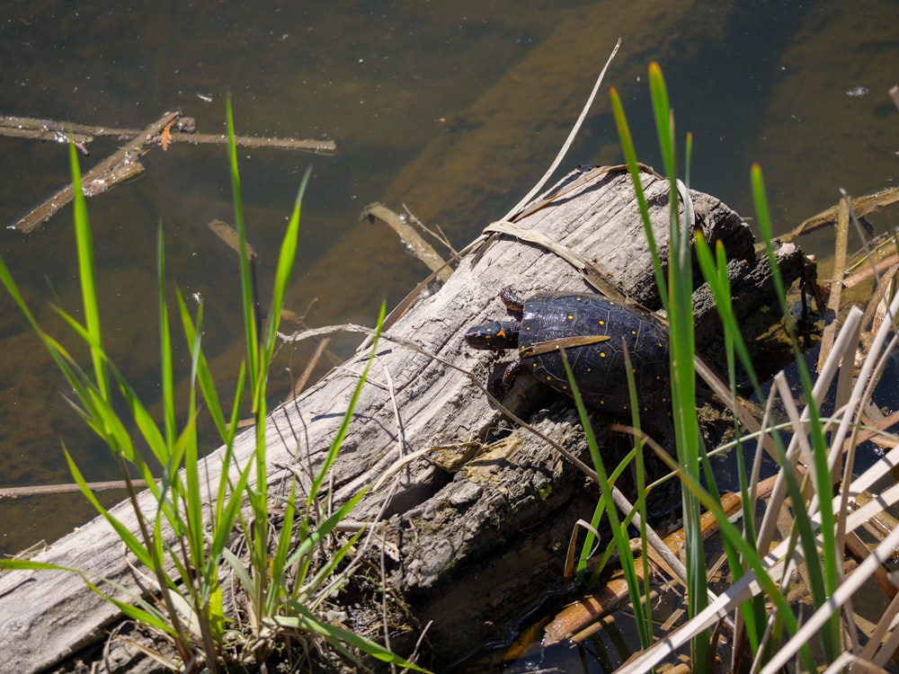 a turtle is sitting on a log in the water