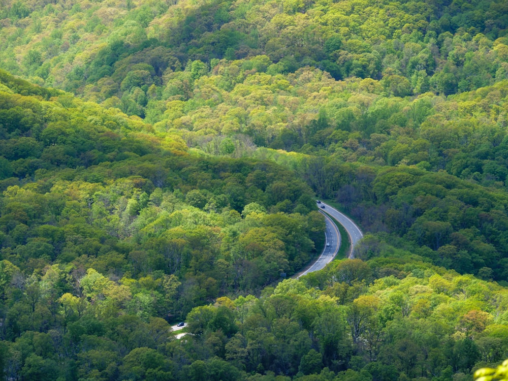 a winding road in the middle of a lush green forest