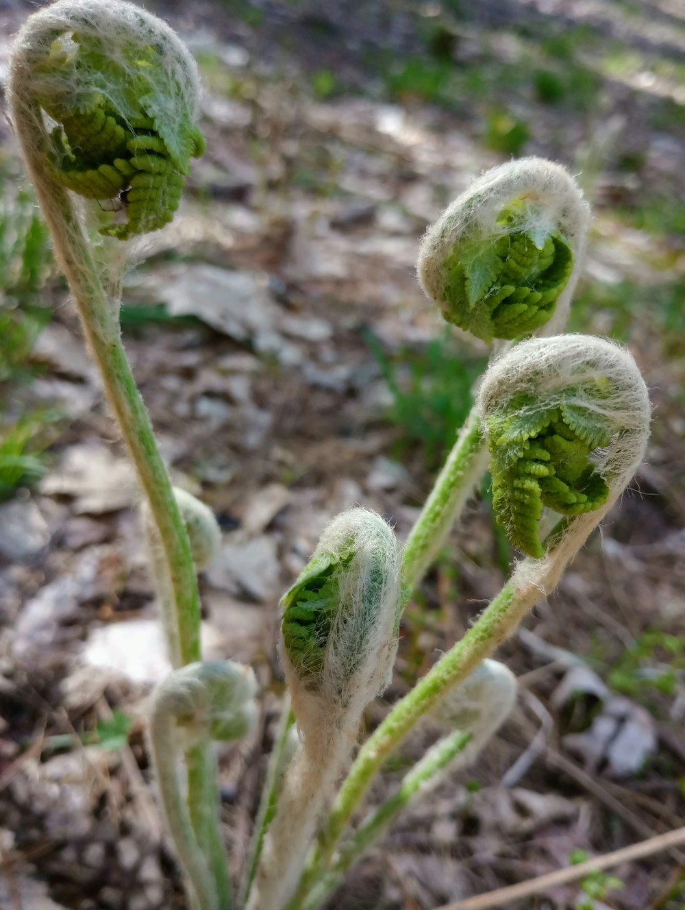 a close up of a plant with frost on it