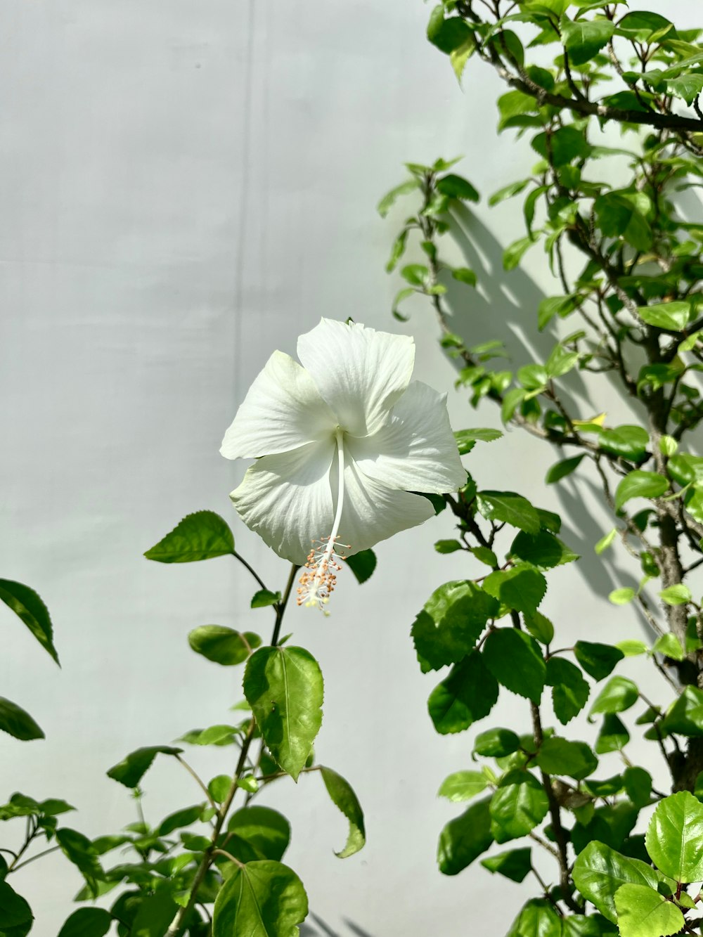 une fleur blanche avec des feuilles vertes devant un mur blanc