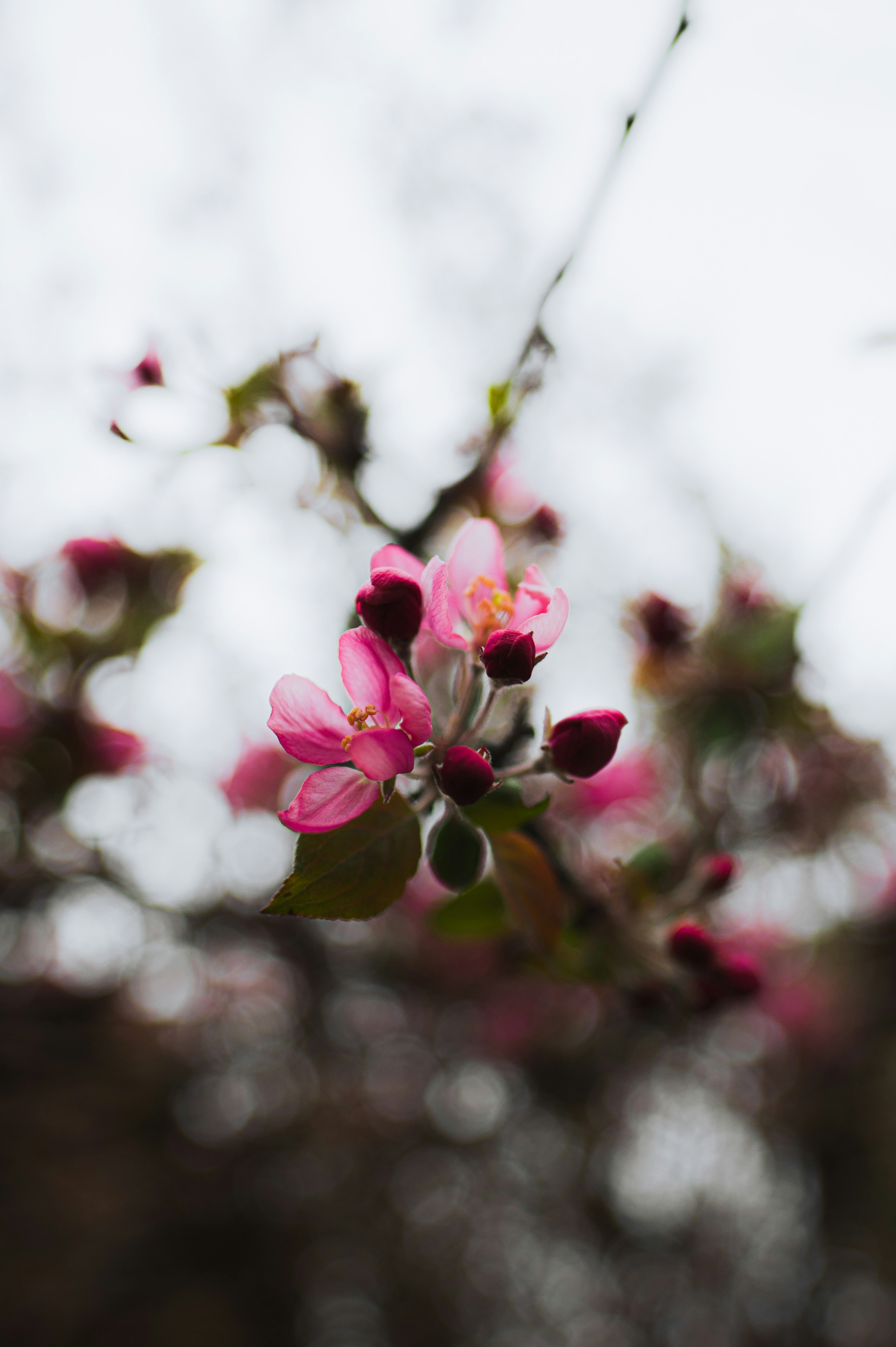 a branch of a tree with pink flowers