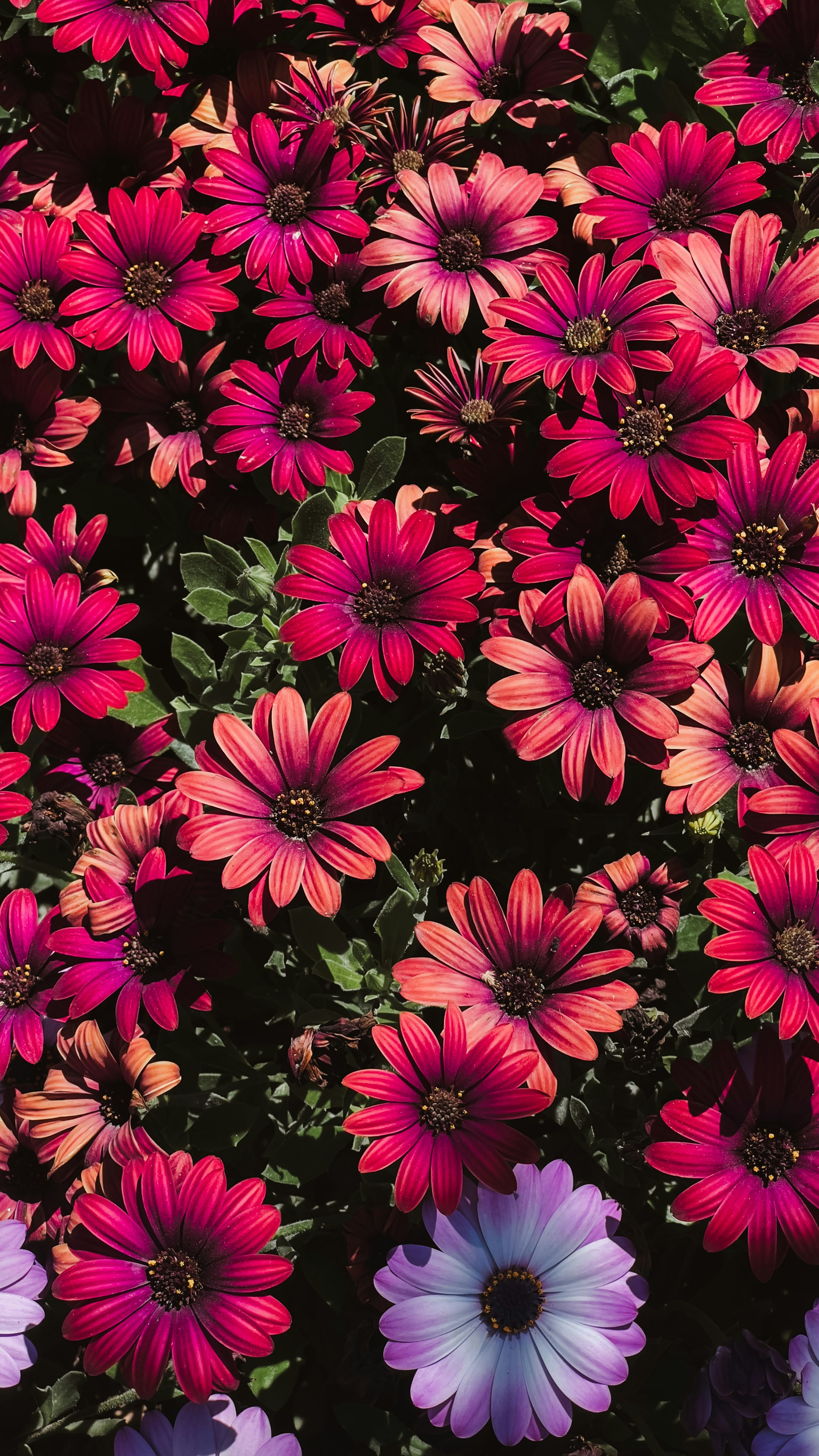 a bunch of pink and purple flowers in a garden