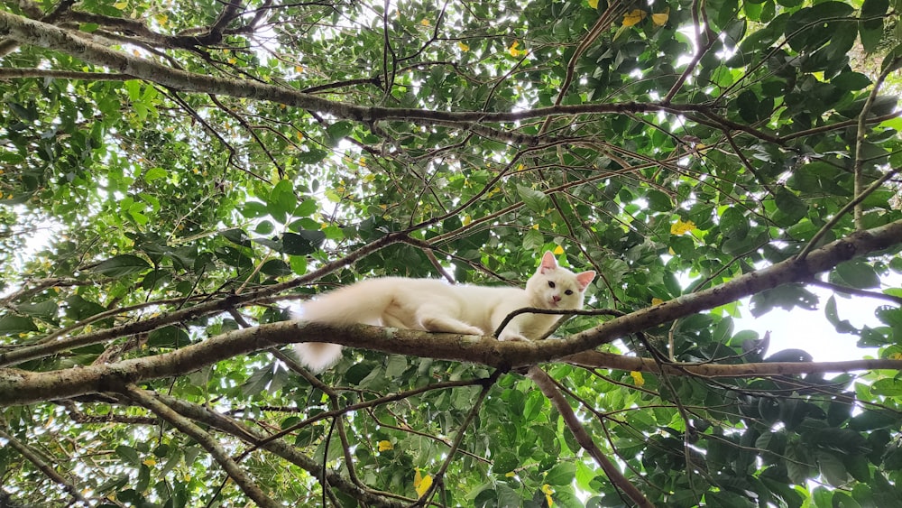 a white cat sitting on top of a tree branch