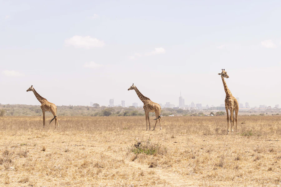 Giraffes in Nairobi National Park with the city skyline behind them
