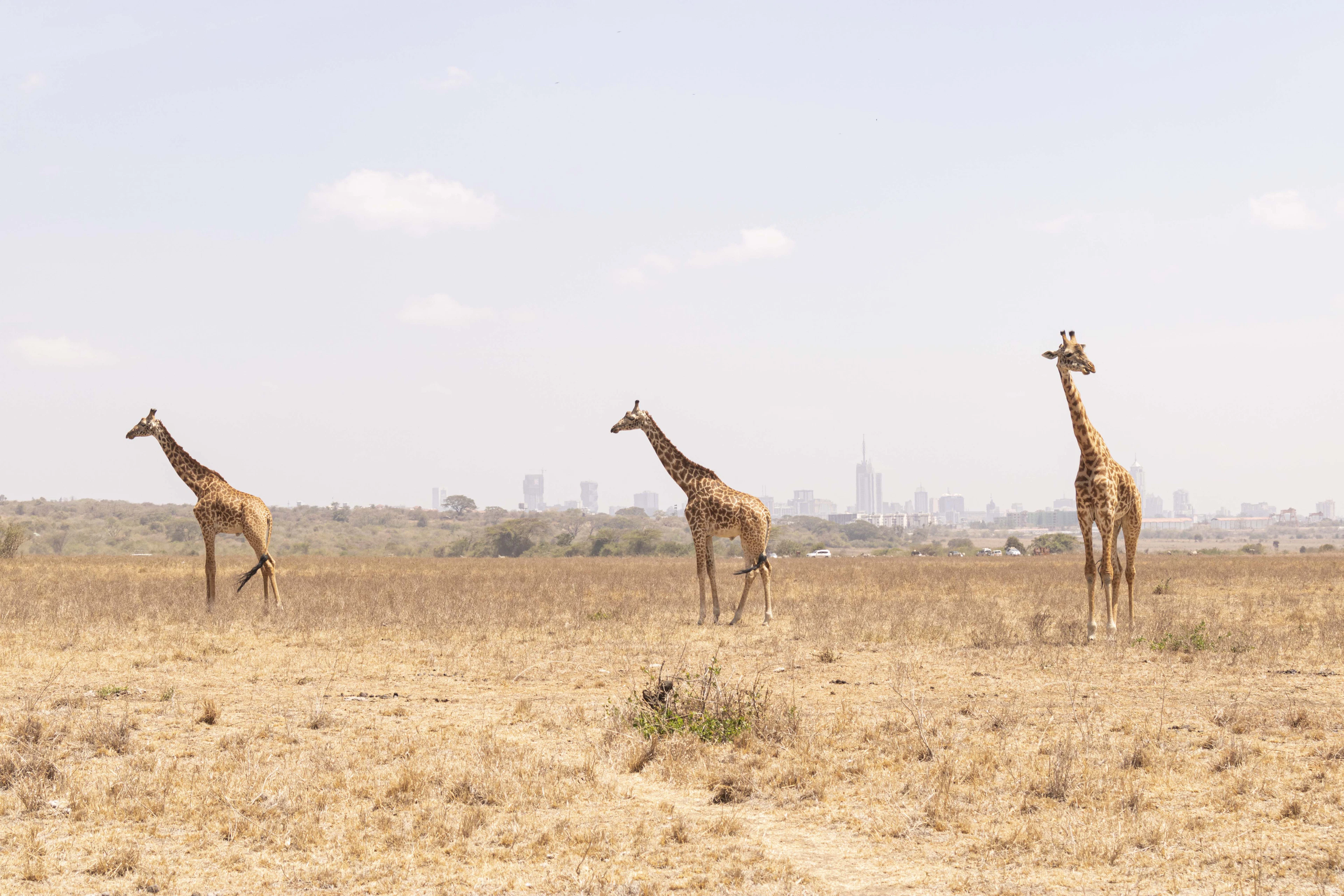 Three giraffes standing apart on the bleached grass plains of Nairobi National Park, the towers of the Nairobi skyline rising small and pale on the horizon behind them.