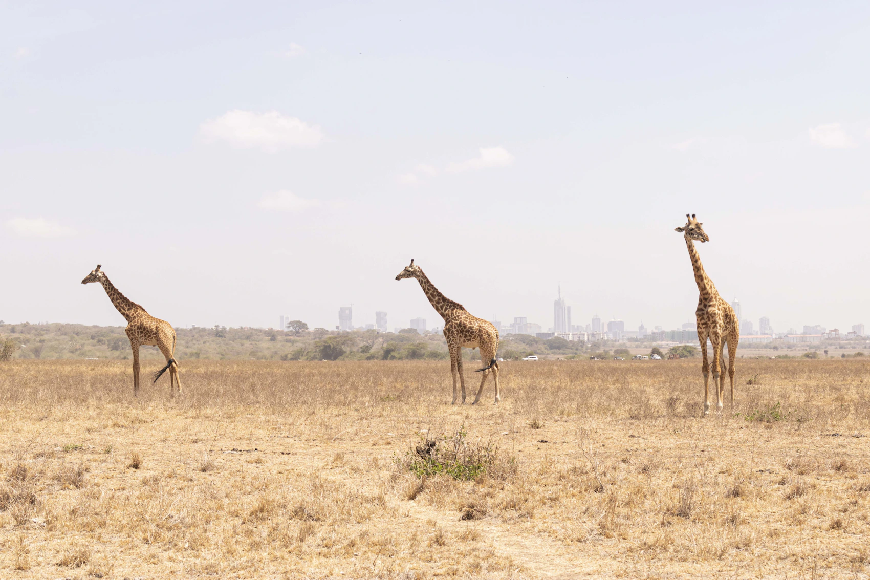 Three giraffes in Nairobi National Park with the distant city skyline