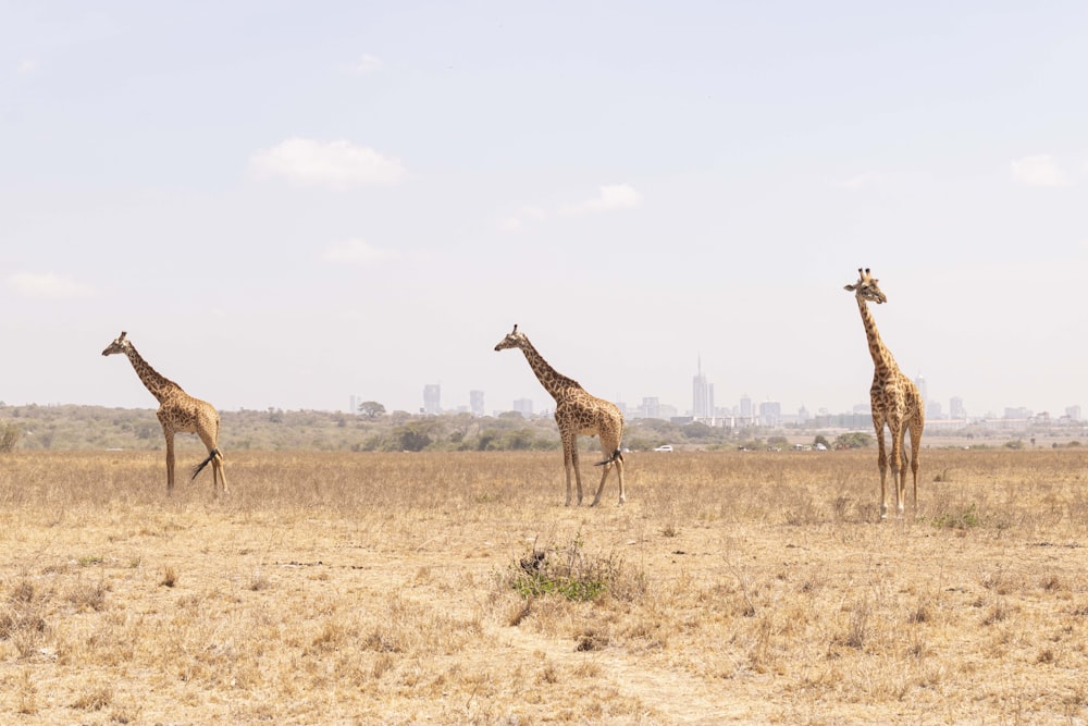 three giraffes standing in a field with a city in the background