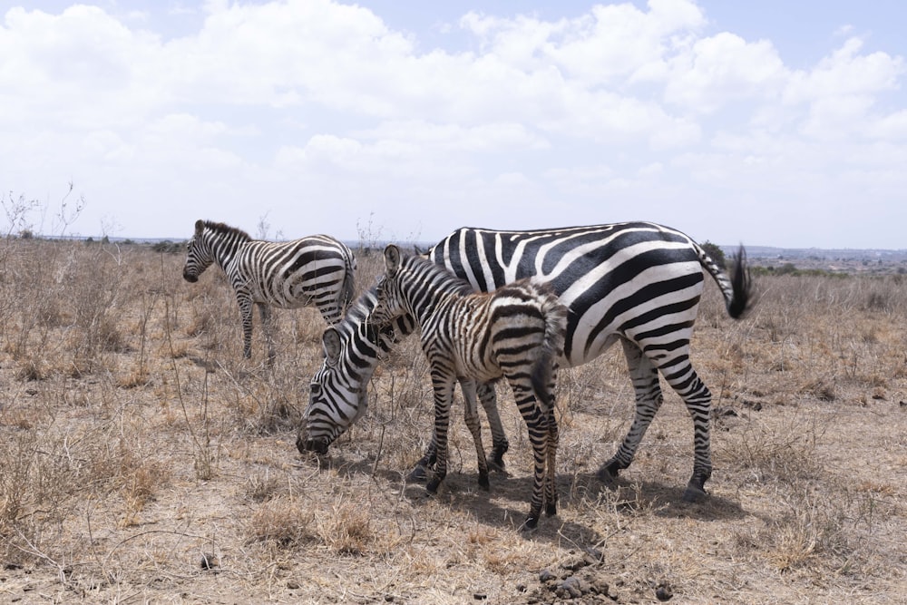 a herd of zebra standing on top of a dry grass field