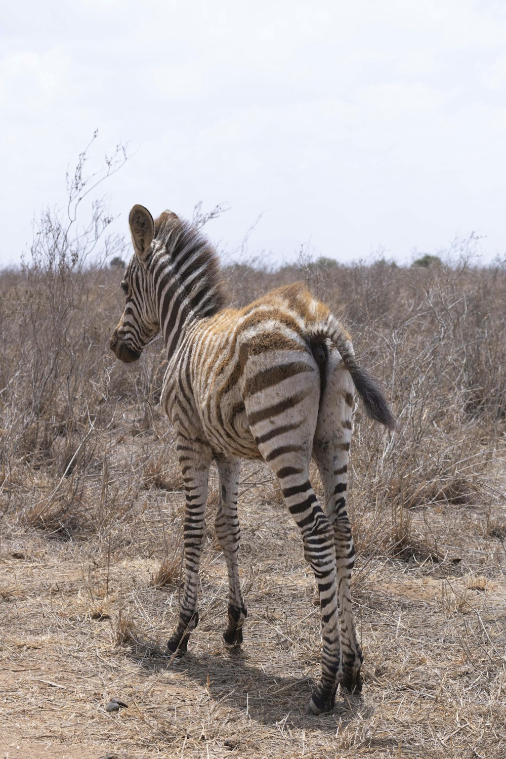 a zebra standing on top of a dry grass field