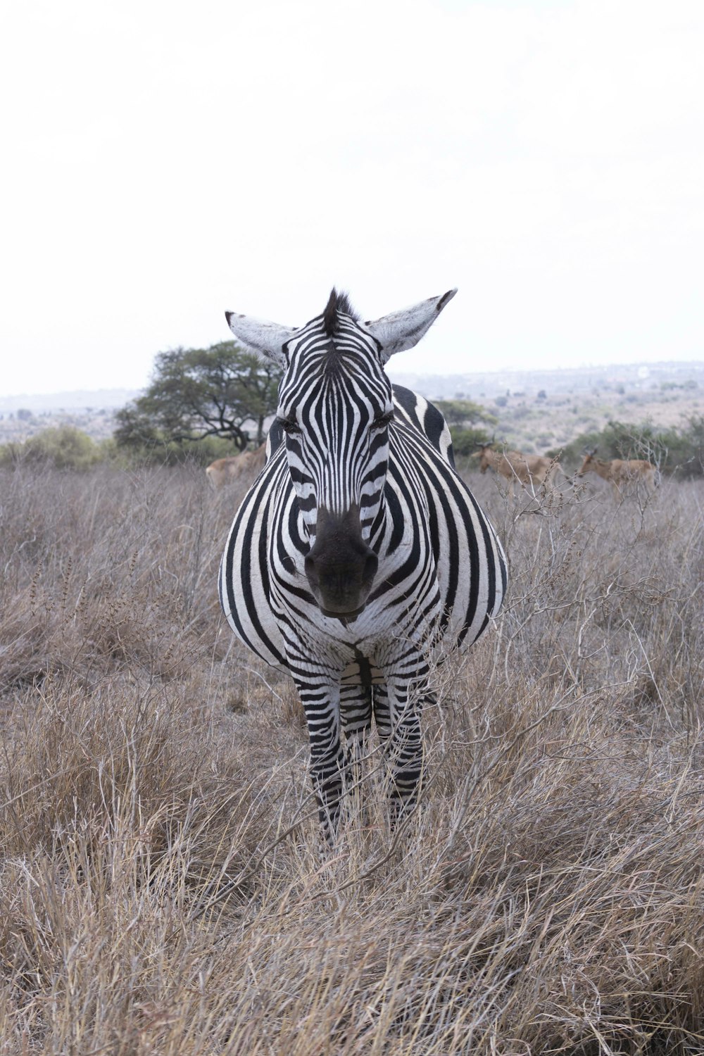 a zebra standing in a dry grass field