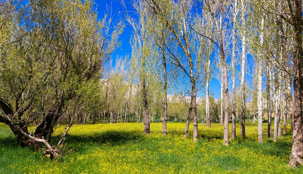 a grassy field with trees and yellow flowers