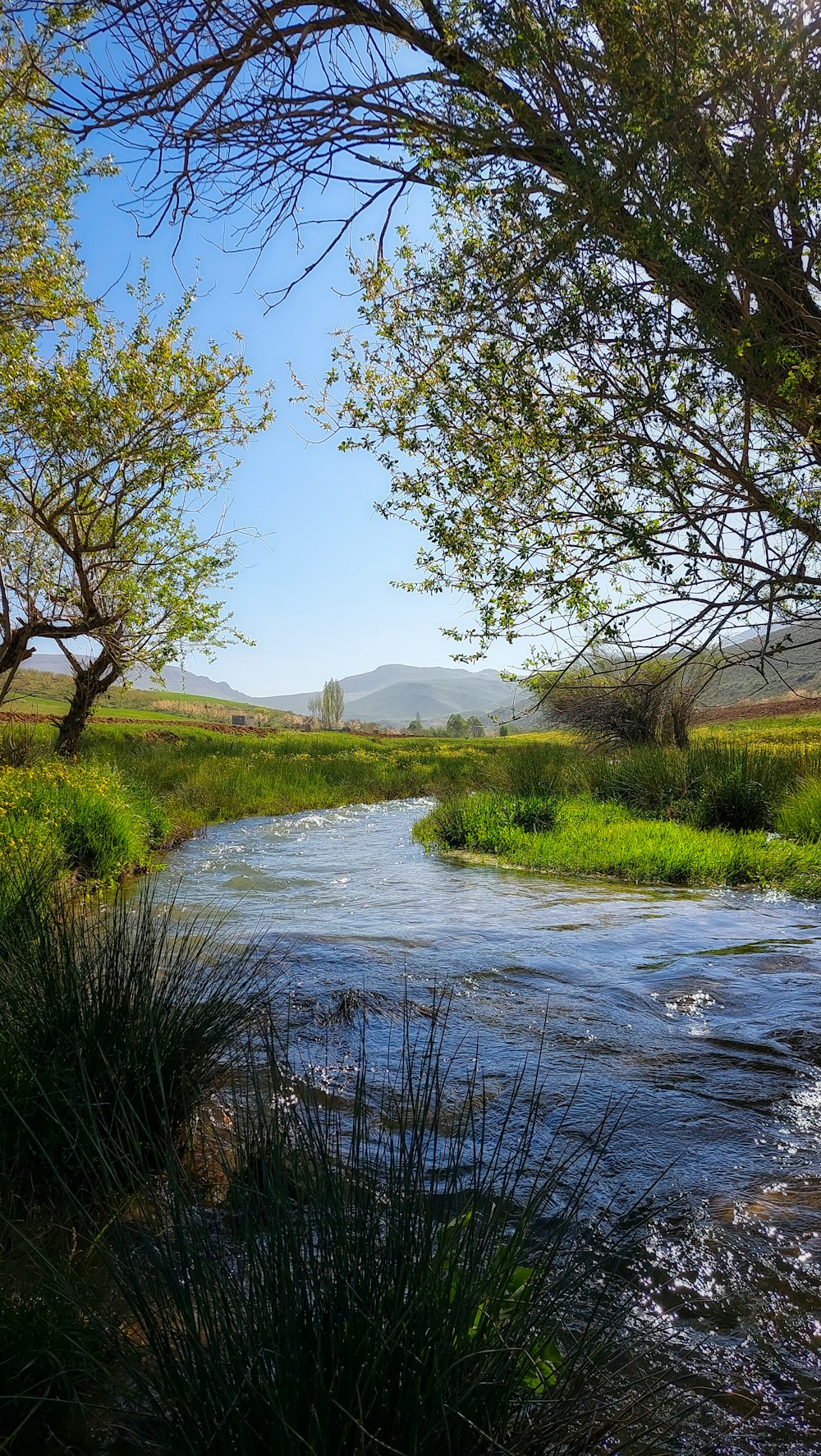 um rio que atravessa um campo verde exuberante