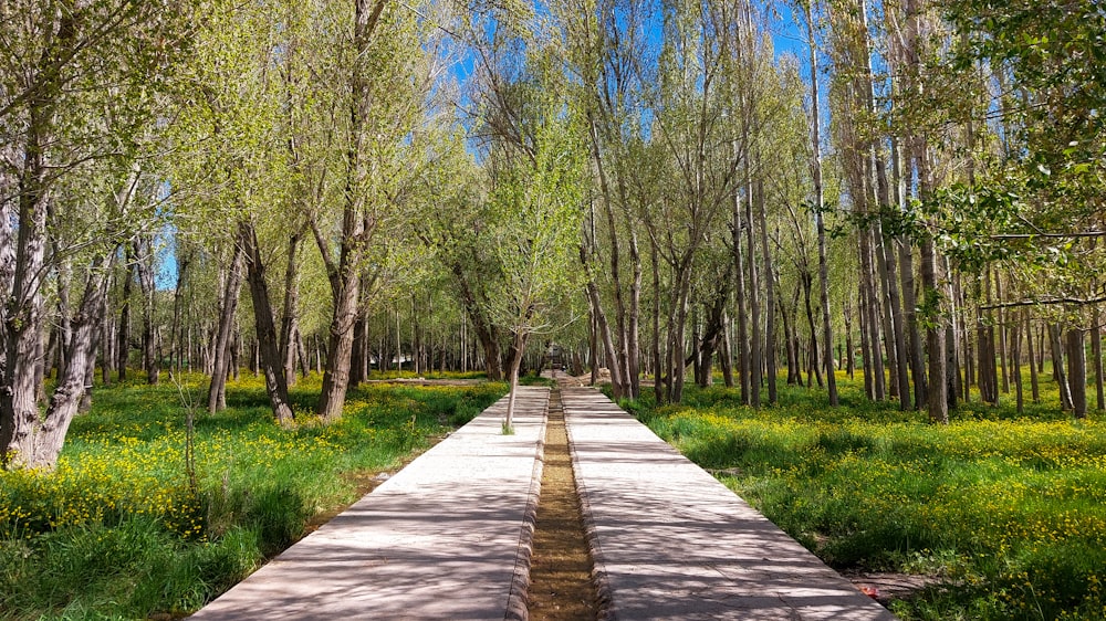 a path through a forest with lots of trees