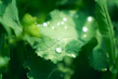 Close-up of crisp cucumbers and bell peppers glistening with morning dew.