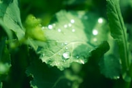 Close-up of vibrant green vegetables glistening with morning dew.