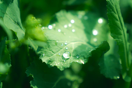 Close-up of freshly harvested pakcoy leaves glistening with morning dew.