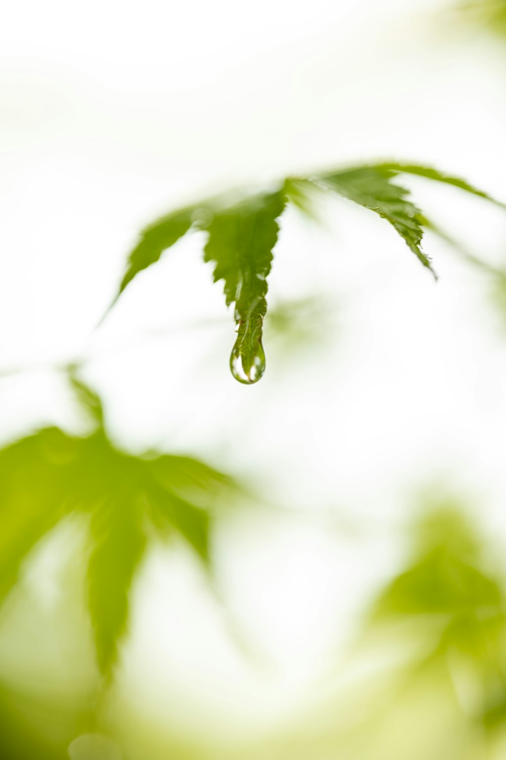 a green leaf is hanging upside down