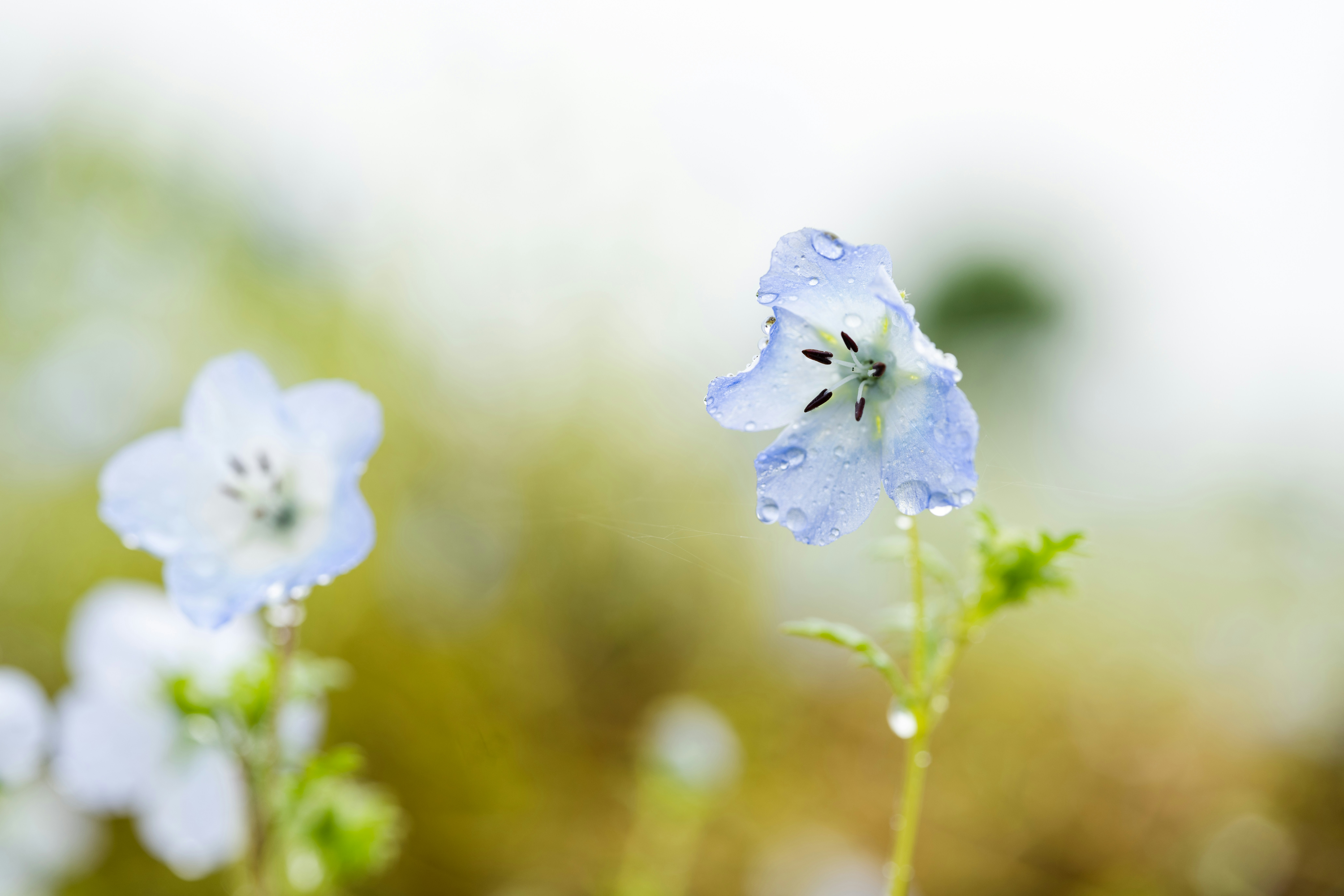 水滴が乗った青い花の写真 – Unsplashの花の無料画像