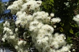 Wildflowers blooming around the apiary, attracting bees on a sunny day.