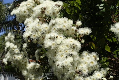 Wildflowers blooming around the apiary, attracting bees on a sunny day.