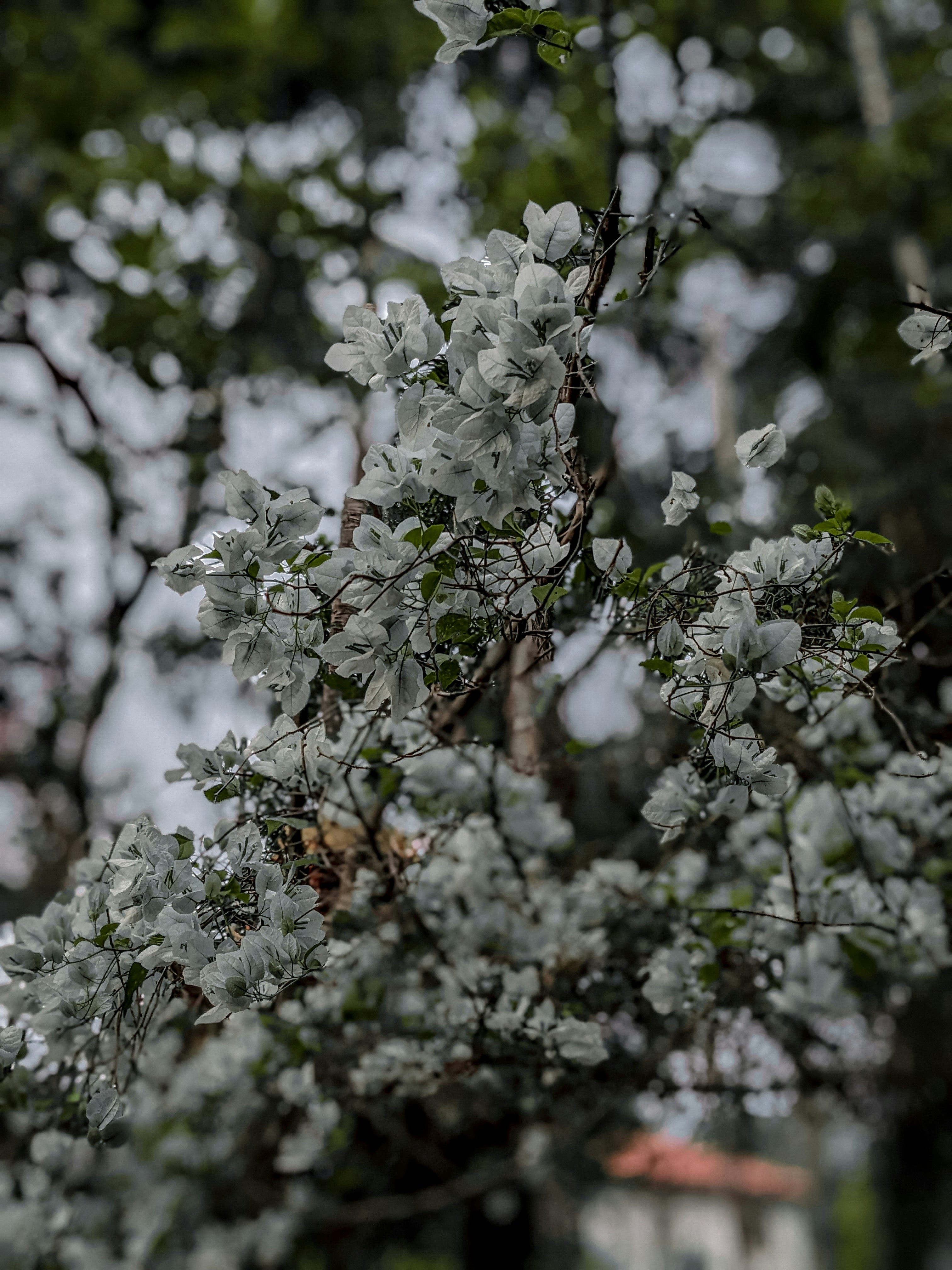 um close up de uma árvore com flores brancas