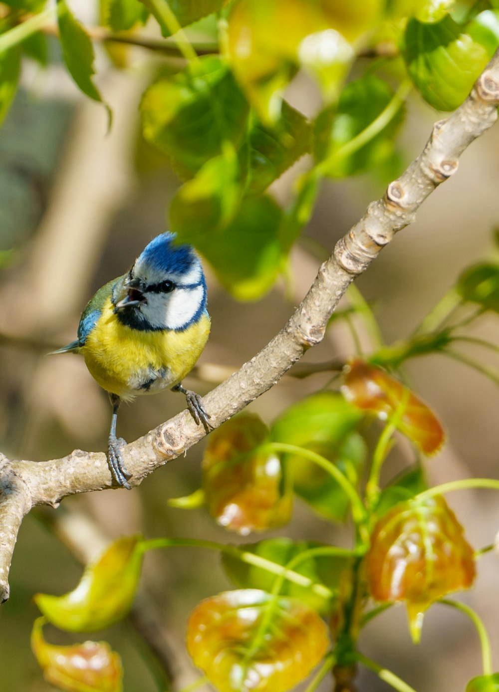 a small blue and yellow bird sitting on a tree branch