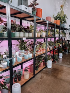 a room filled with lots of potted plants