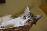 Content cat lounging inside a softly curved water hyacinth basket.