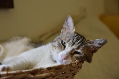 Content cat lounging inside a softly curved water hyacinth basket.