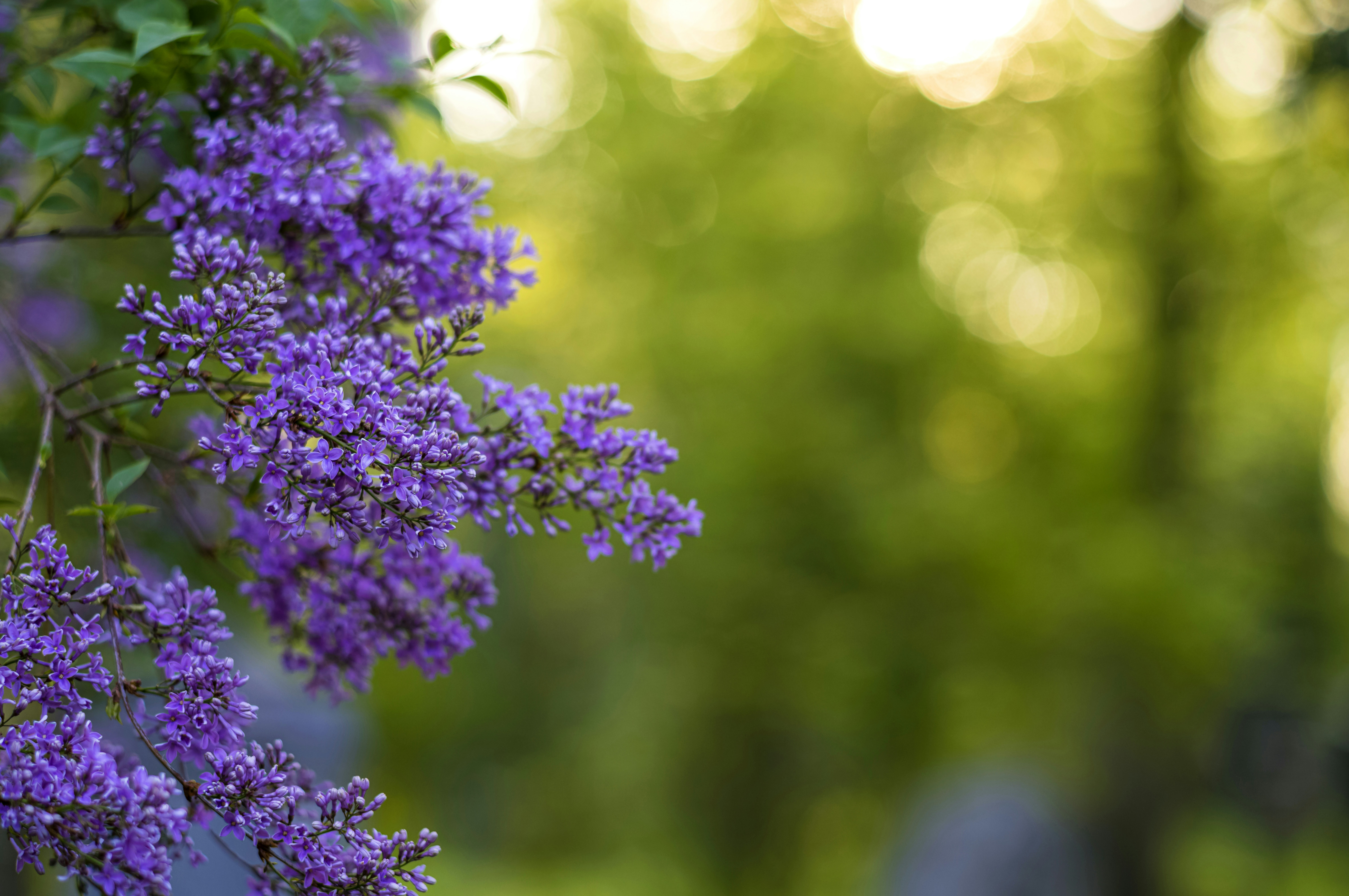 a bunch of purple flowers growing on a tree
