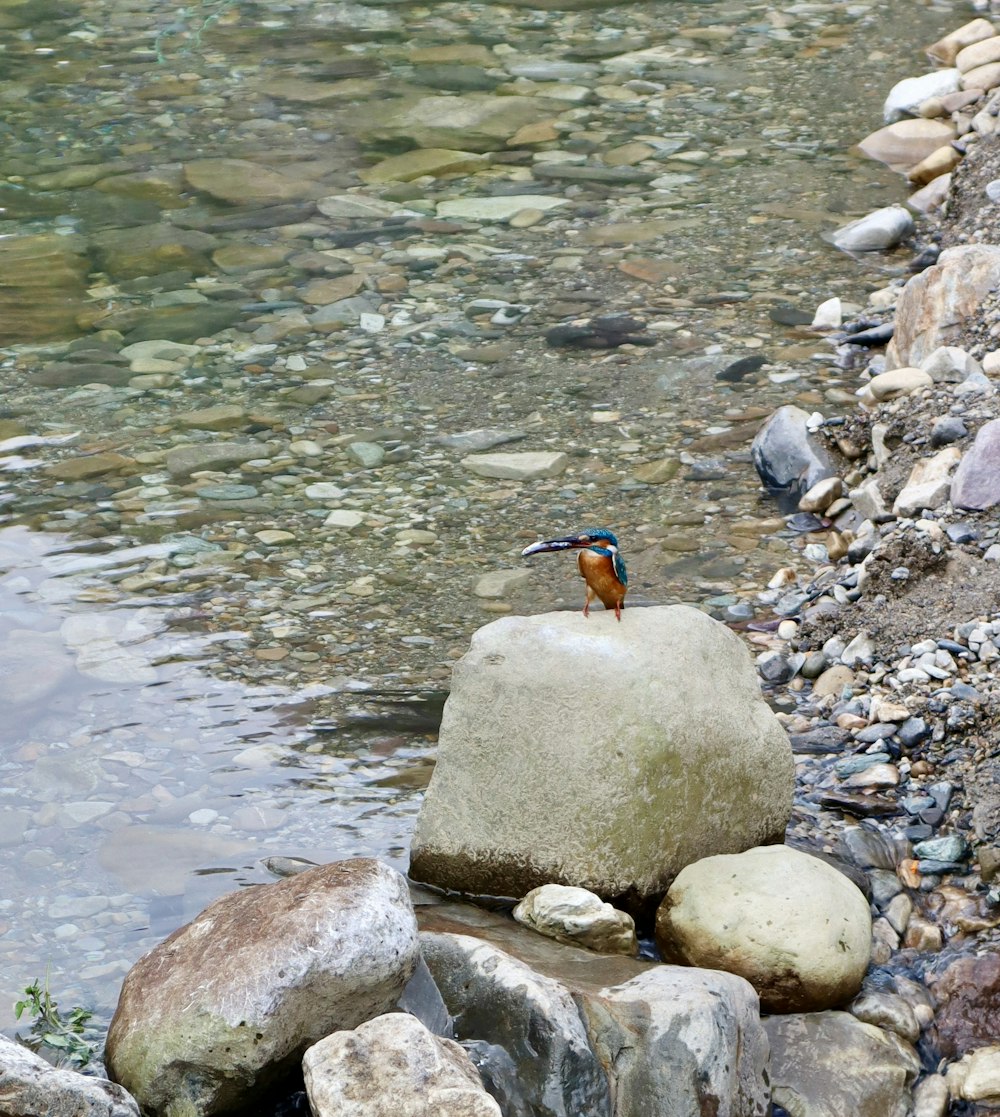 a bird sitting on top of a rock next to a river