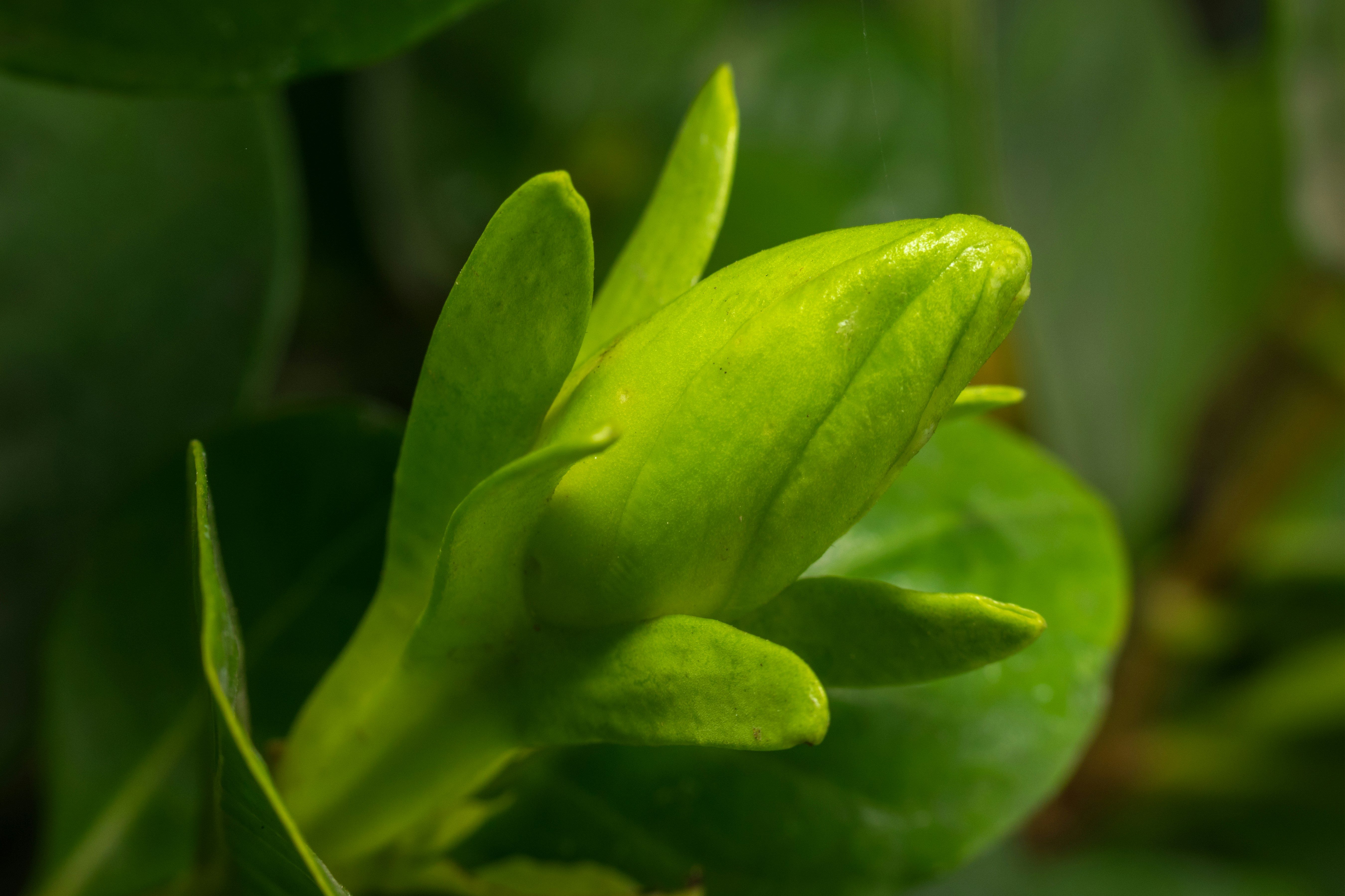 Photo by sonika_agarwal