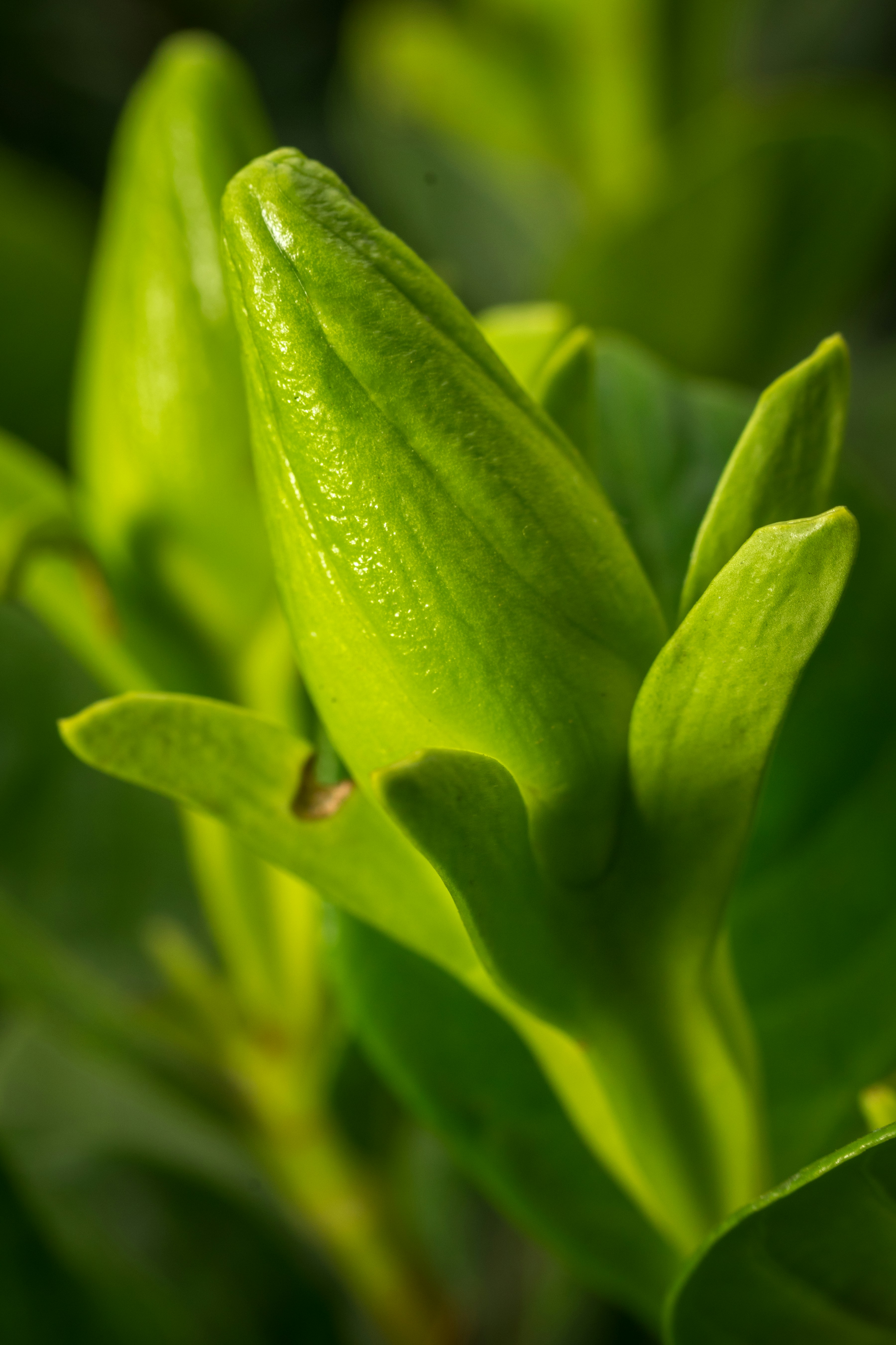 Photo by sonika_agarwal