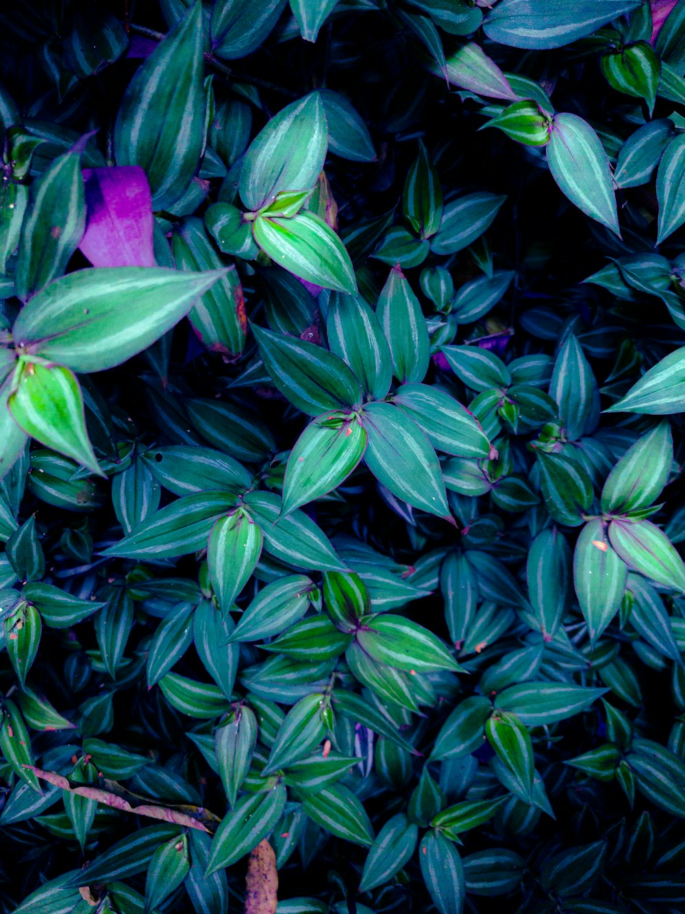 a bunch of green leaves and purple flowers