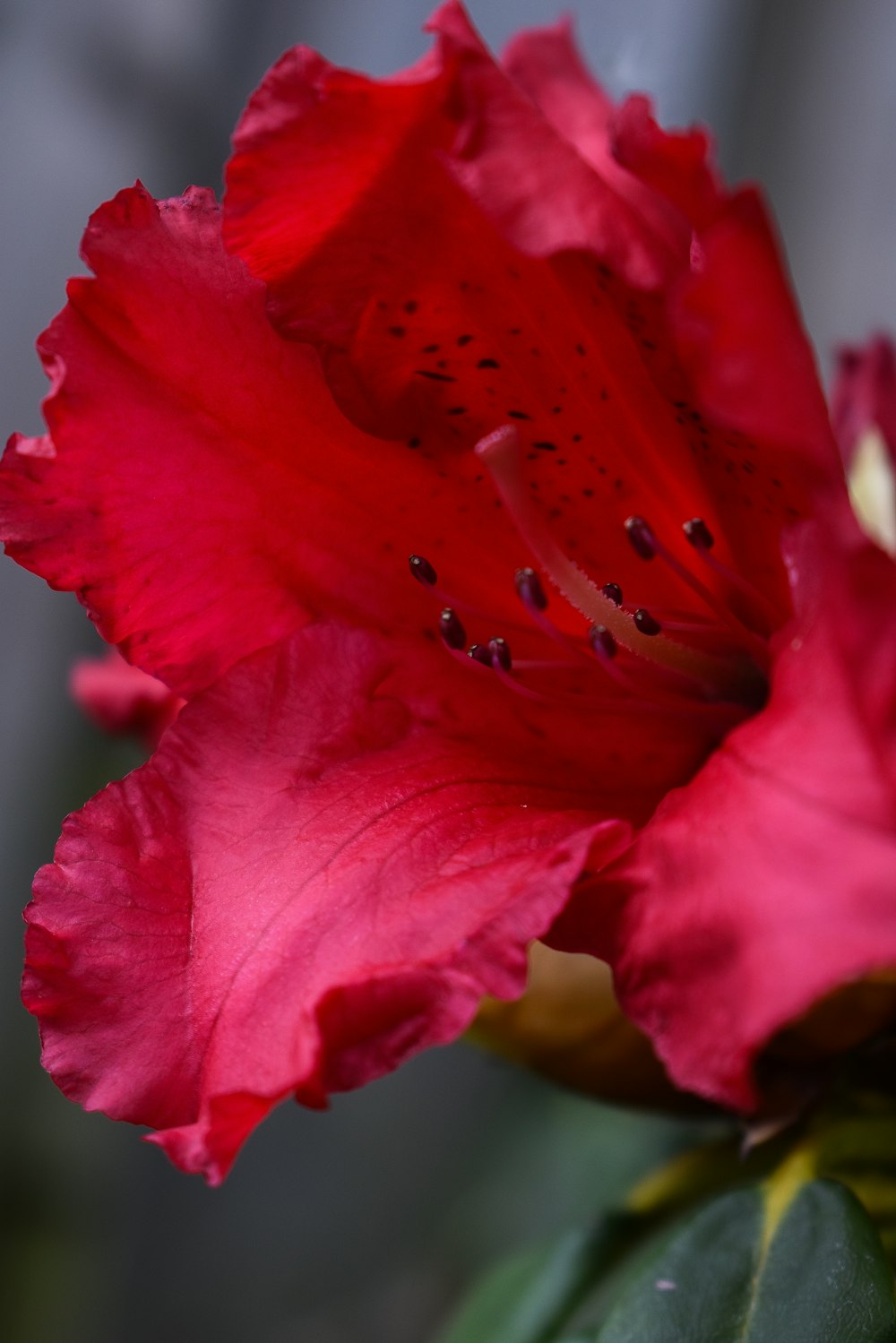 a close up of a red flower with a blurry background