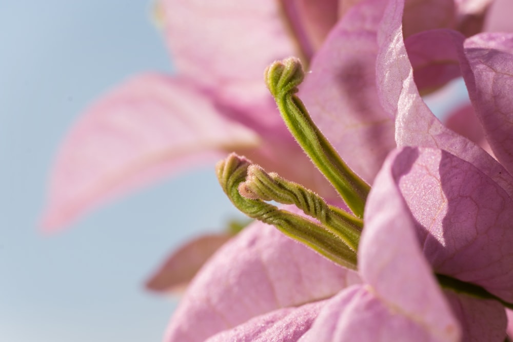 a close up of a pink flower with a blue sky in the background