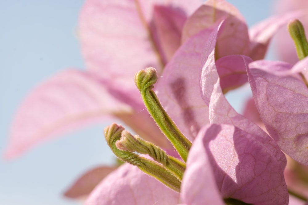 a close up of a pink flower with a blue sky in the background