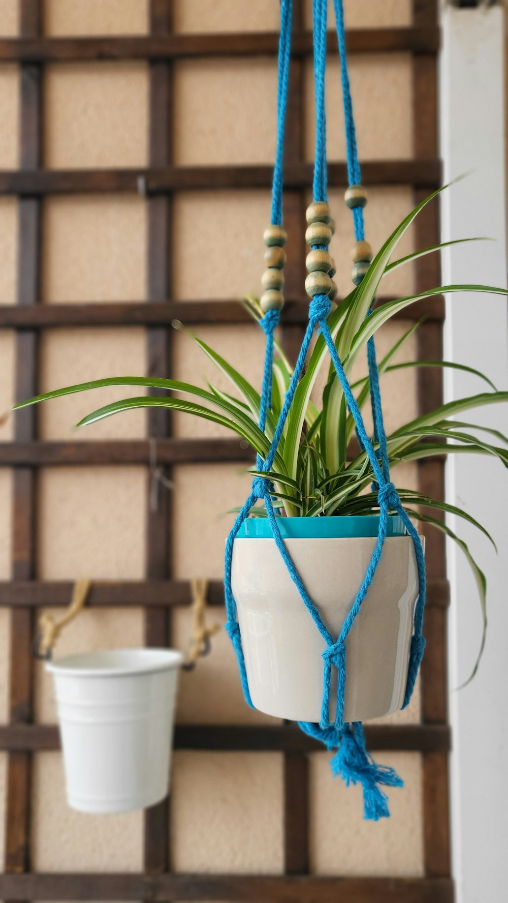 a potted plant hanging from a blue rope