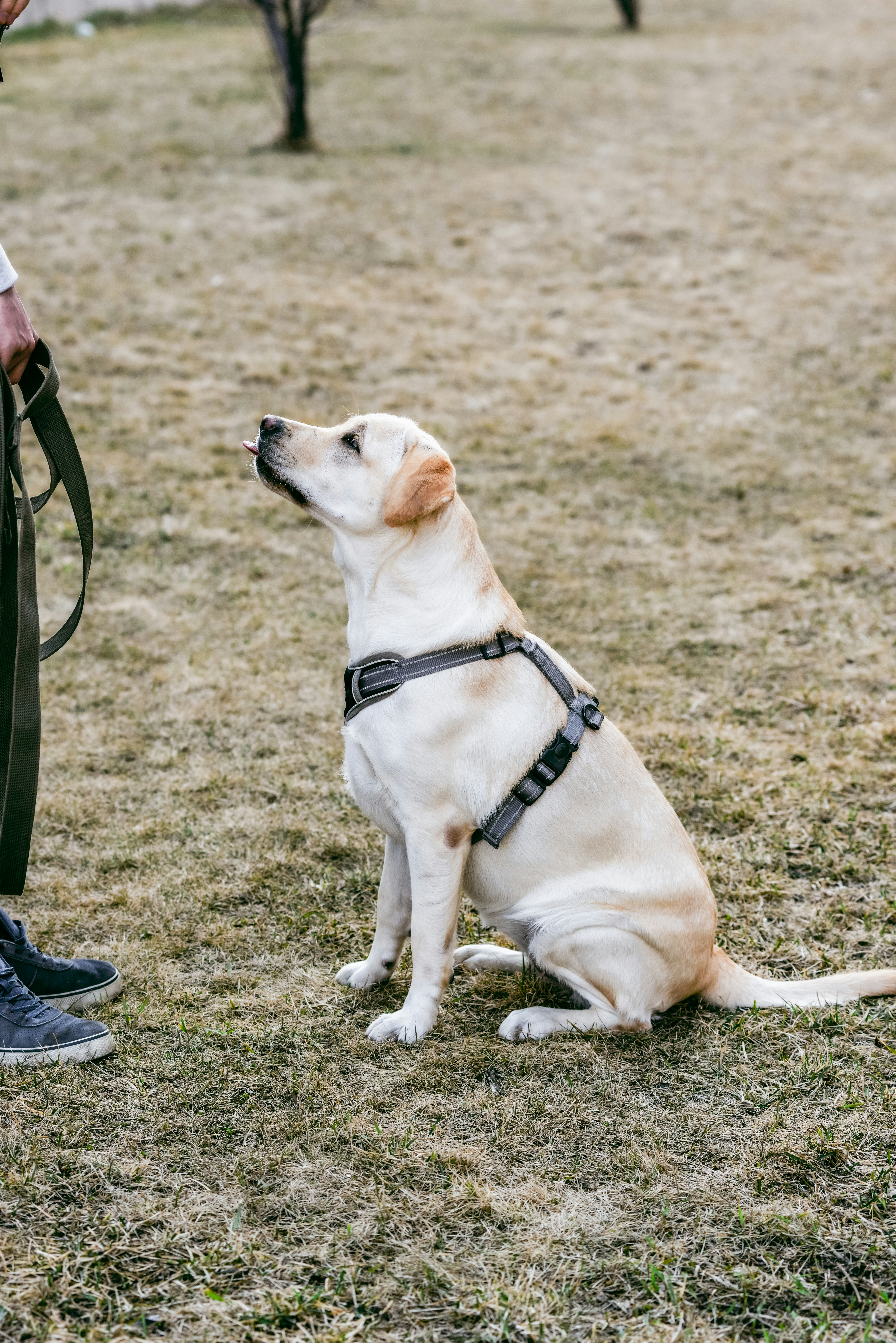 a dog sitting on the ground with a leash in its mouth