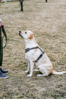 a dog sitting on the ground with a leash in its mouth