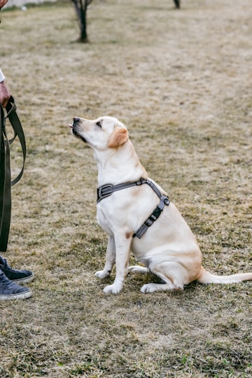 a dog sitting on the ground with a leash in its mouth