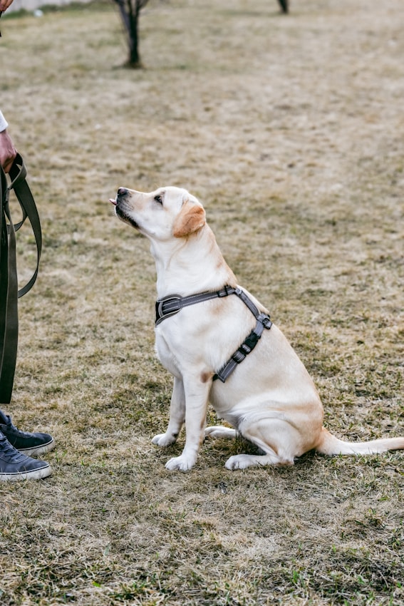 a dog sitting on the ground with a leash in its mouth